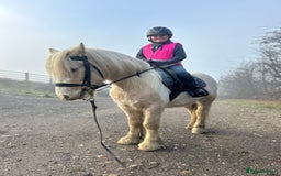 Irish Cob horses for sale: Hennessy  - Image 4