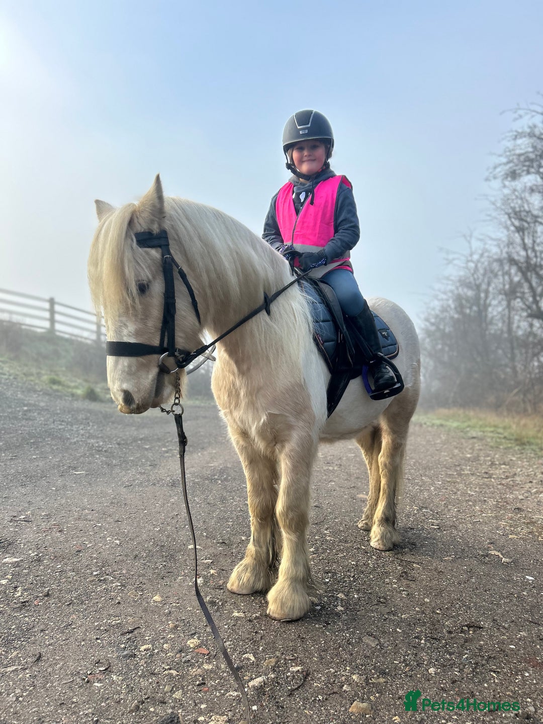 Irish Cob horses for sale: Hennessy  - Image 4
