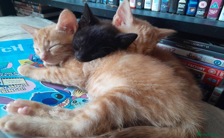 Mixed Breed cats - Advert 8