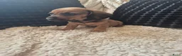 Dachshund dogs for sale: Kc dachshund puppies! - Advert 12