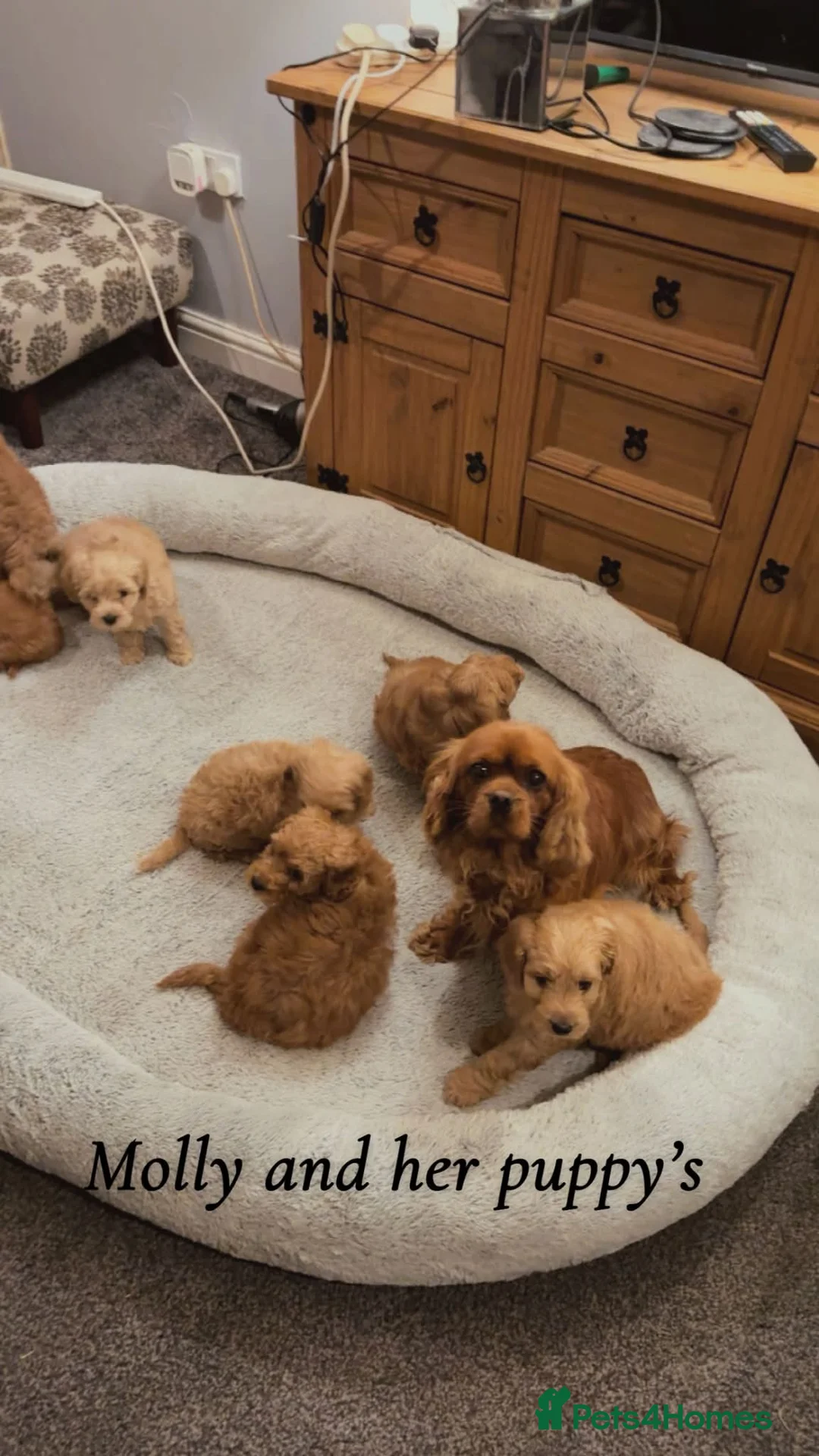 Cavapoo dogs for sale: Cavapoo puppies  in Durham - Advert 2