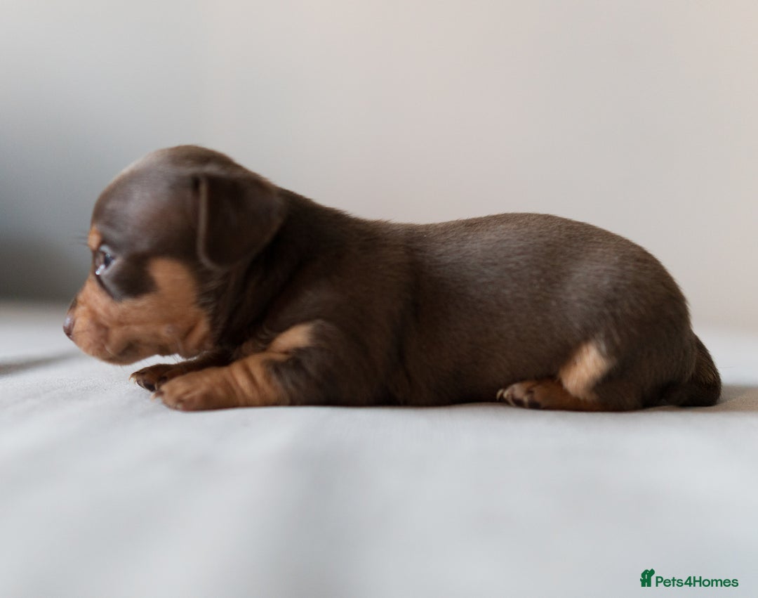Chiweenie dogs for sale: Stunning Micro Chiweenie Litter - Smallest in UK - Advert 14