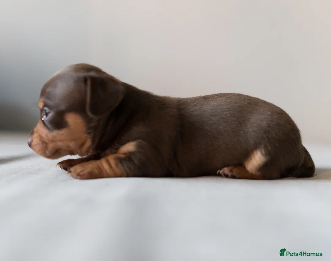 Chiweenie dogs for sale: Stunning Micro Chiweenie Last One - Smallest in UK - Advert 17