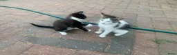 Mixed Breed cats for sale: Gorgeous Tabby Kittens - 3 Left - Advert 4