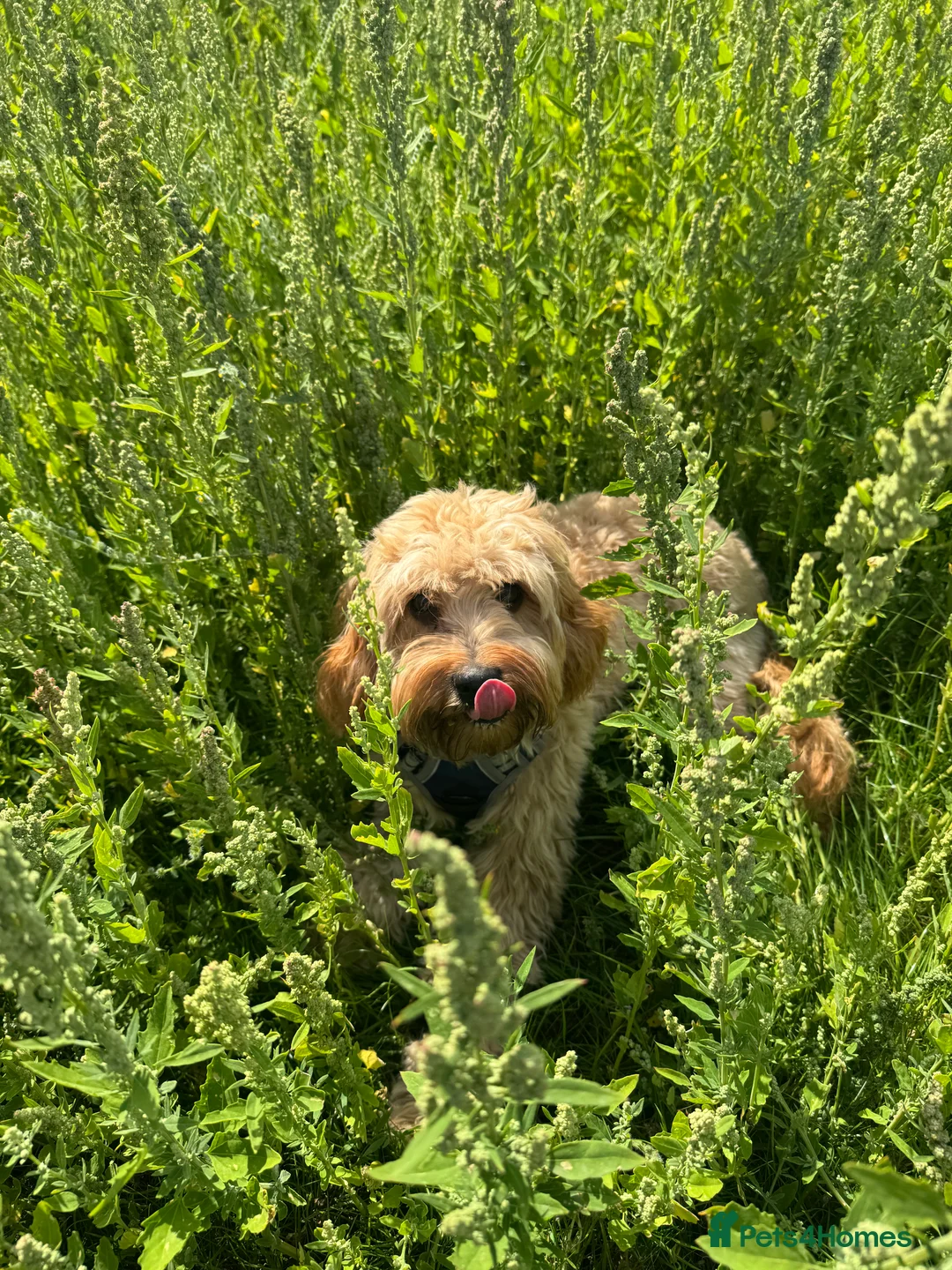 Cavapoo dogs for sale: Cavapoo puppies  in Selby - Advert 4