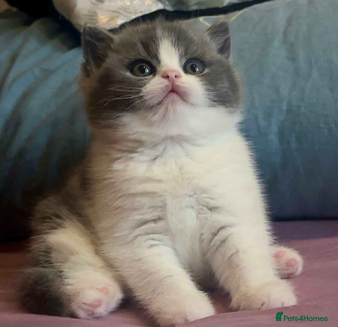 British Shorthair cats for sale: Stunning kittens 🎀🩵💞 - Image 3