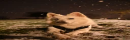 White Swiss Shepherd dogs for sale: KC registerd Well-Trained White Swiss Shepherd - Advert 1