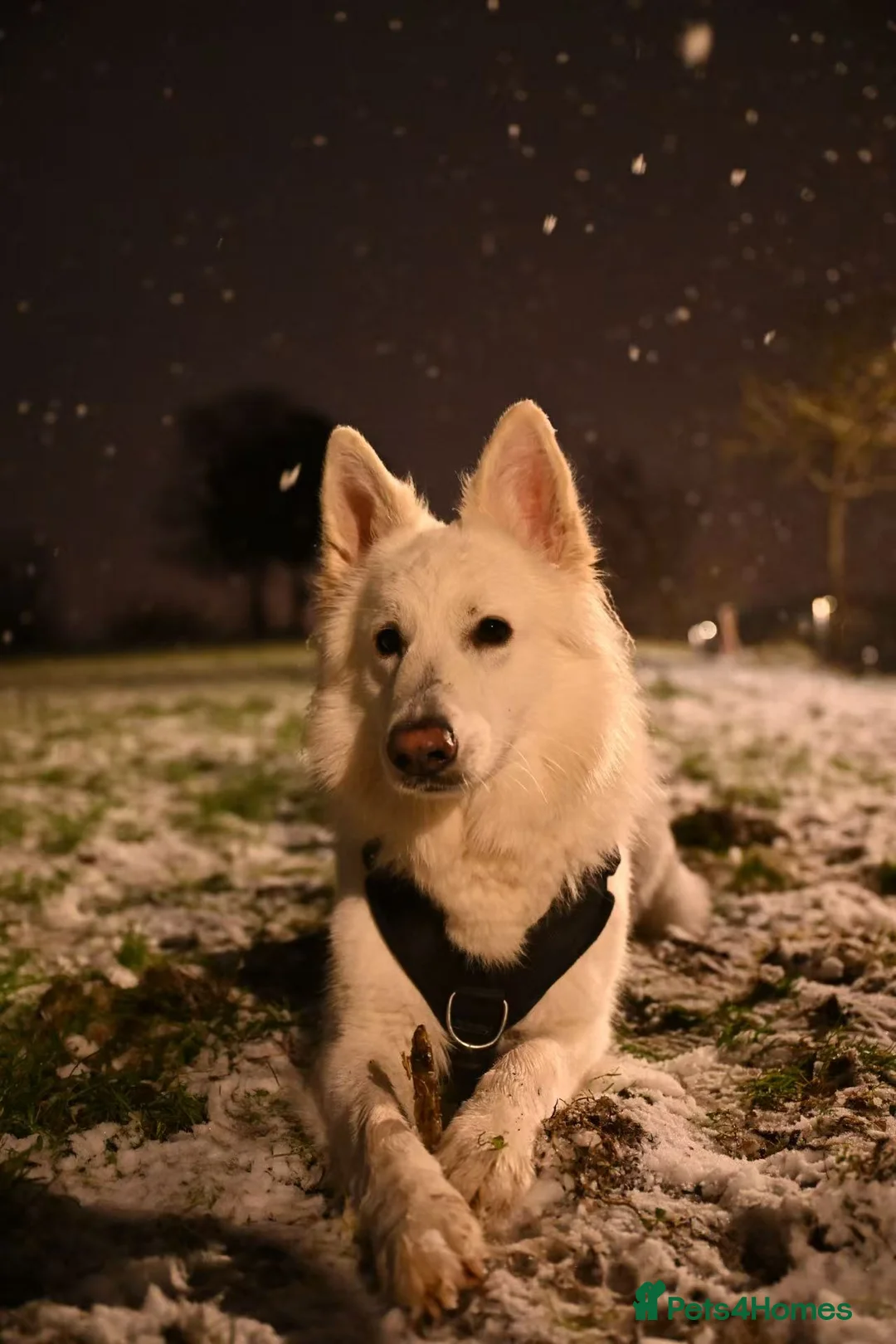 White Swiss Shepherd dogs for sale: KC registerd Well-Trained White Swiss Shepherd - Advert 1