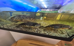 Turtle reptiles for sale: 3x Yellow slider turtles - Image 1