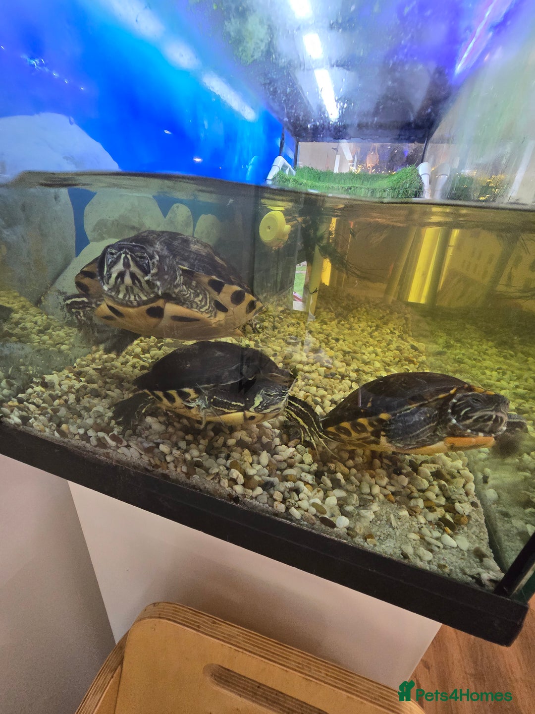 Turtle reptiles for sale: 3x Yellow slider turtles - Image 1