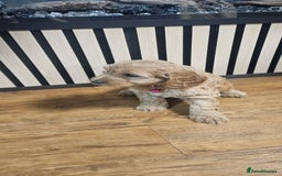 Cockapoo dogs for sale: Six Little Cockapoo Stars Ready to Shine   - Image 17