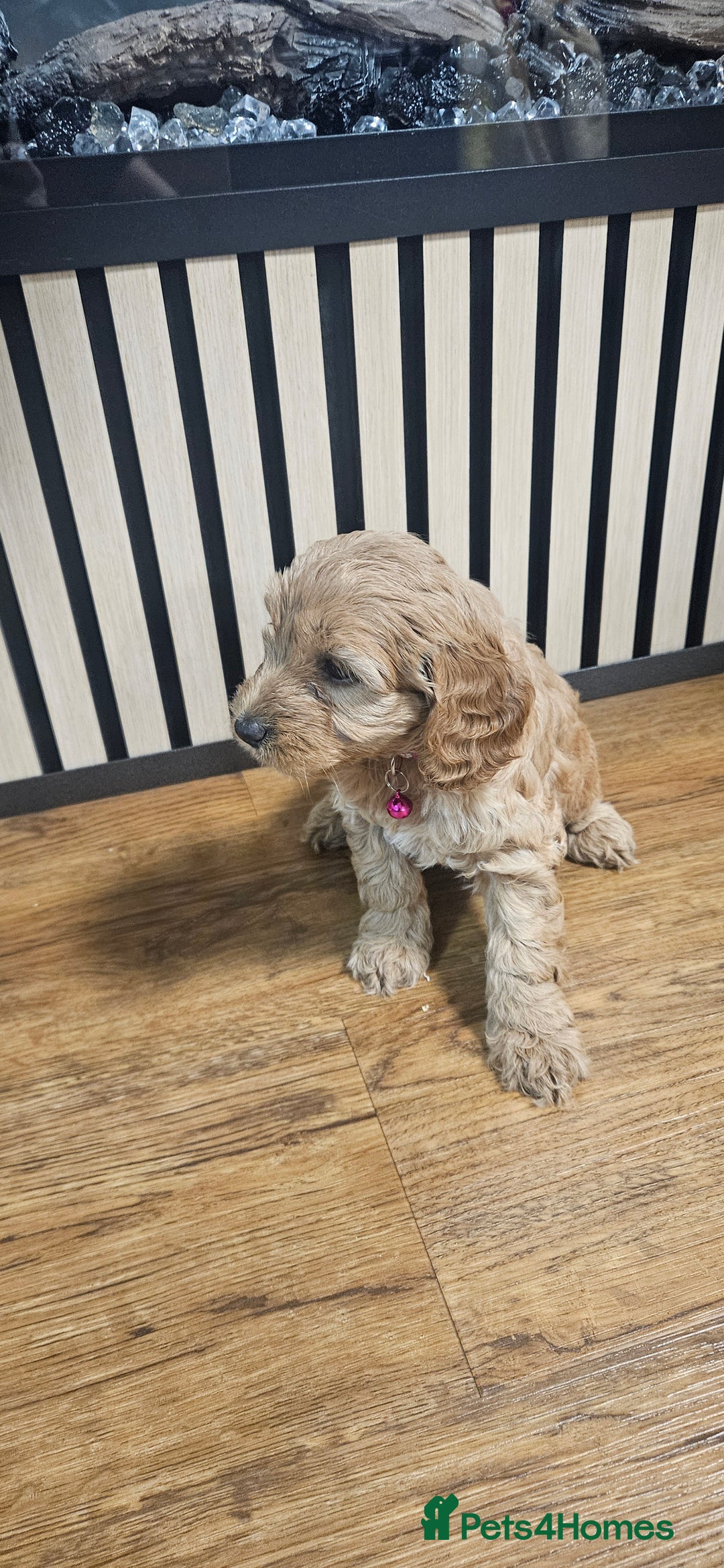 Cockapoo dogs for sale: Six Little Cockapoo Stars Ready to Shine   - Image 17