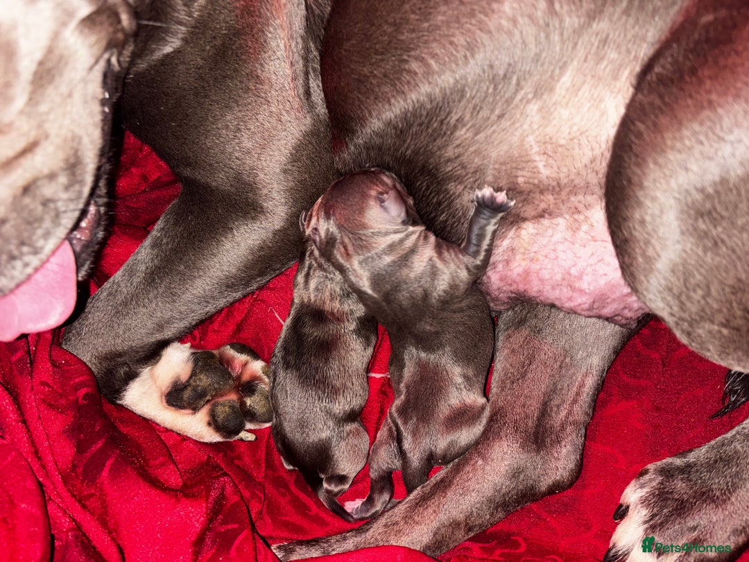 American Bully dogs for sale: STANDARD American Bully Blue - Advert 8