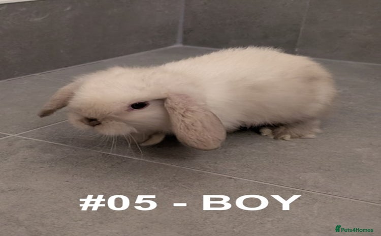 Mini Lop rabbits - Advert 4