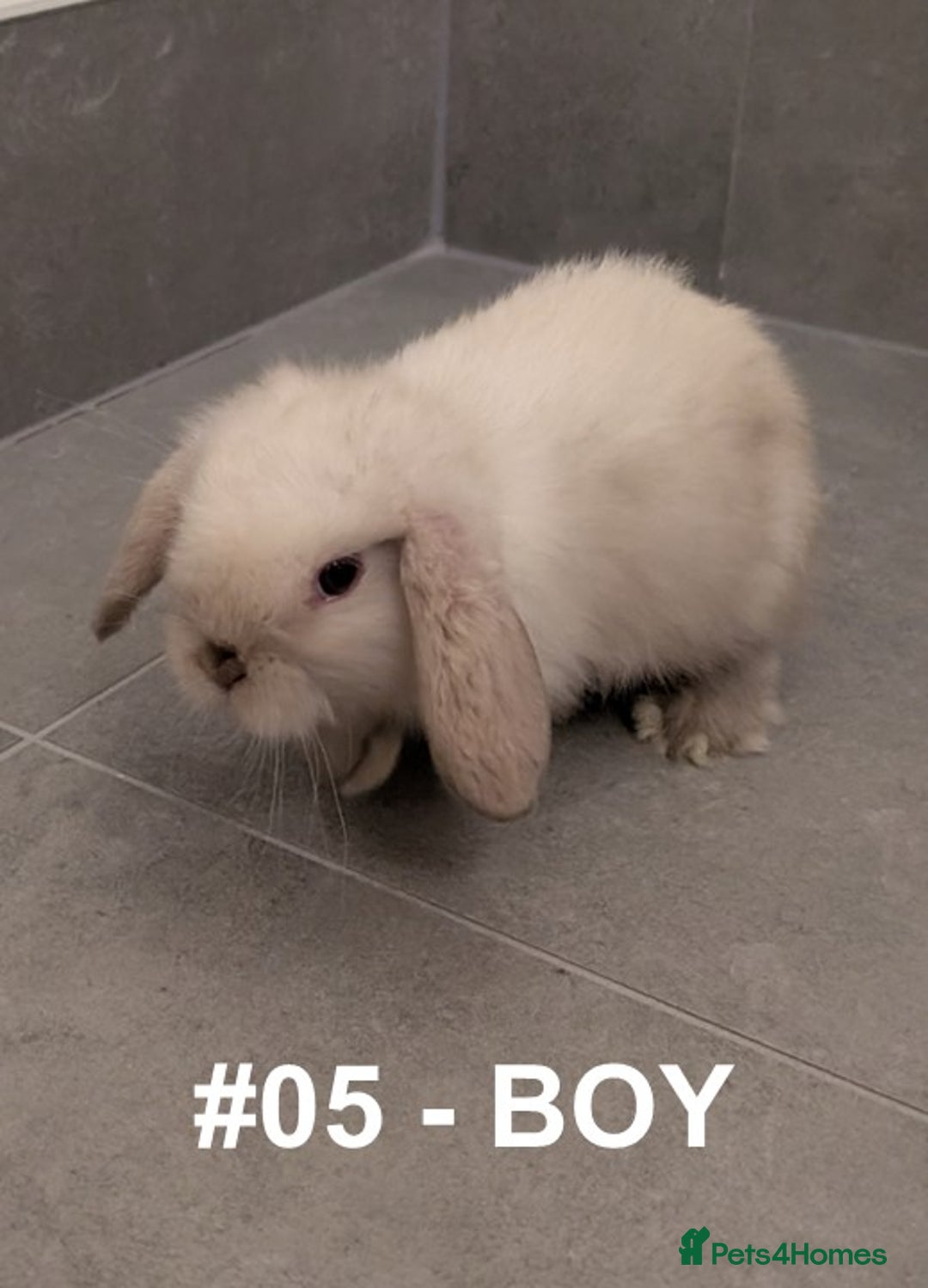 Mini Lop rabbits for sale: Exceptional Mini-Lops. Collect from: 25th October - Image 8
