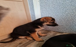 German Shepherd dogs for sale: German Shepherd pups - Image 2