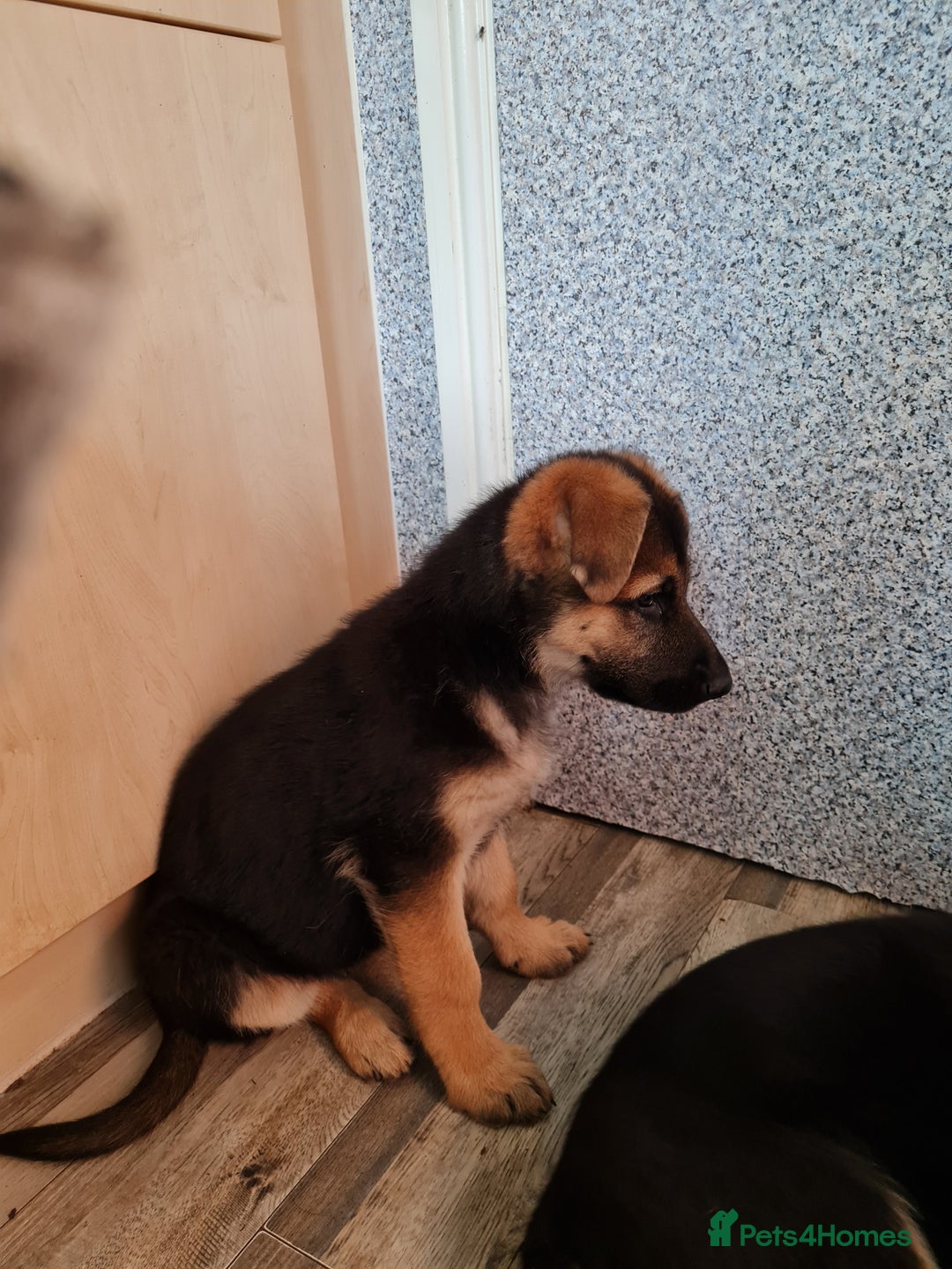 German Shepherd dogs for sale: German Shepherd pups - Image 2