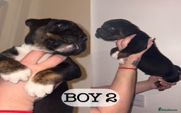 Olde English Bulldogge dogs for sale: Three Stunning pups looking for forever homes  - Image 3