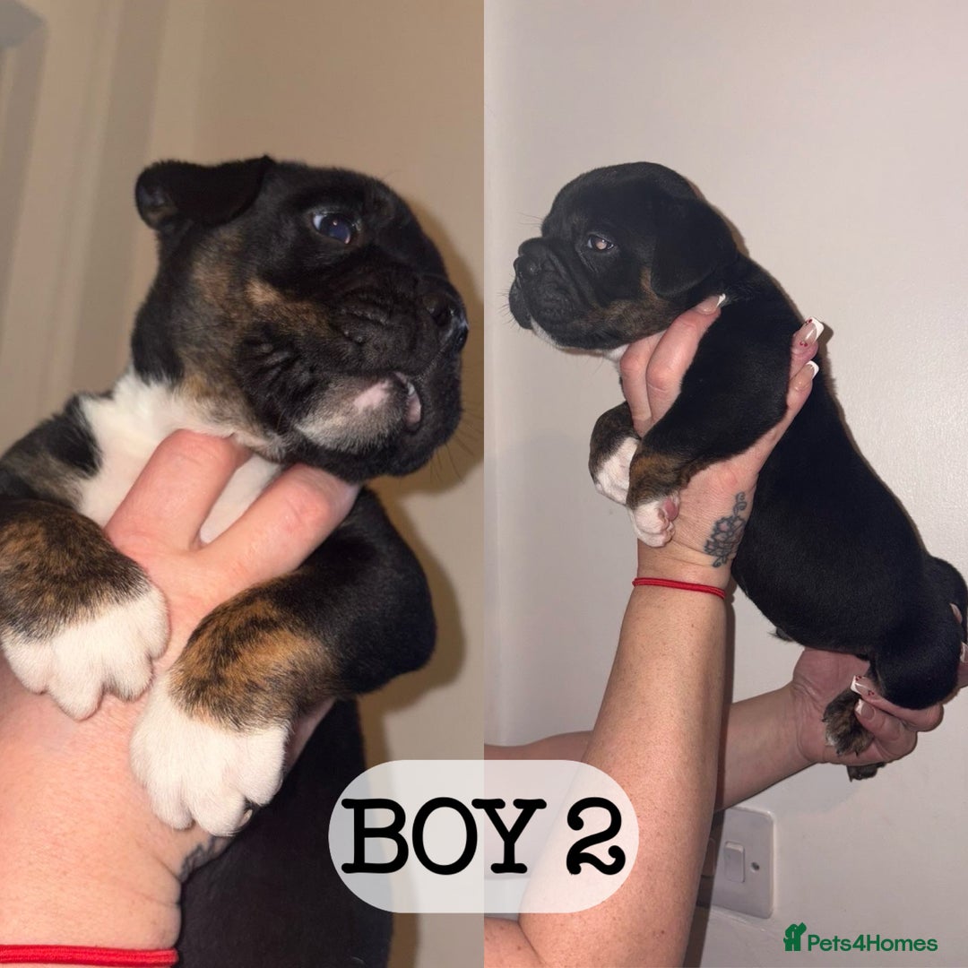 Olde English Bulldogge dogs for sale: Three Stunning pups looking for forever homes  - Image 3