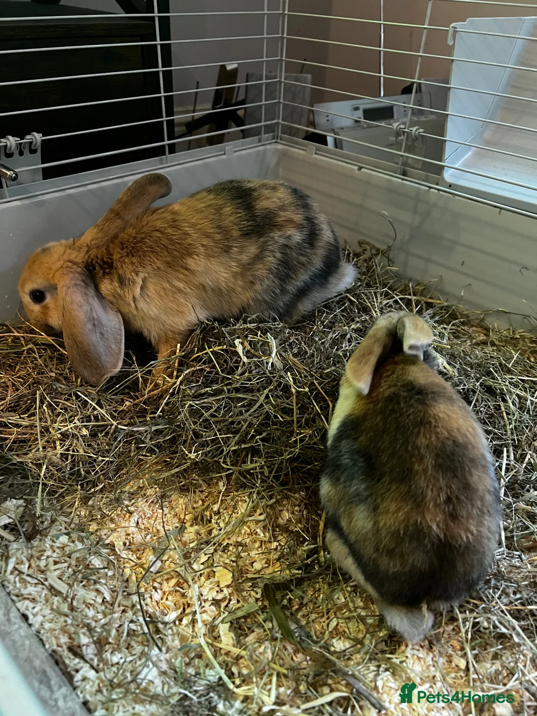 Mini Lop rabbits for sale: 2 male rabbits looking for a loving home - Advert 2
