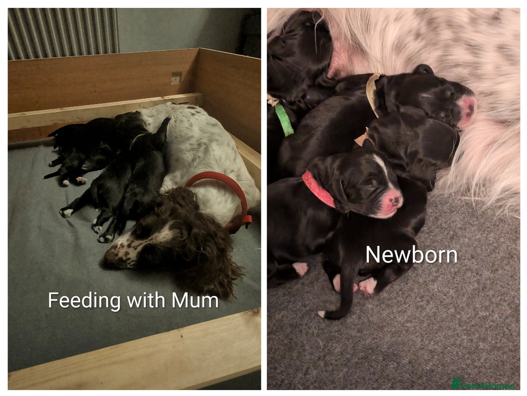 Sprocker dogs for sale: Chunky Sprocker Spaniel puppies - Advert 7