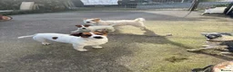 Jack Russell dogs for sale: Jack Russell pup  - Advert 4