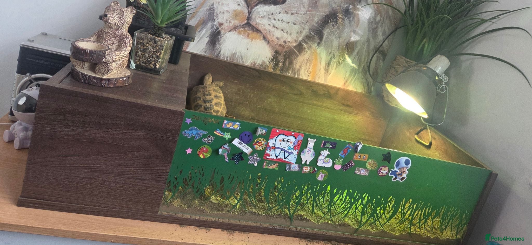Tortoise reptiles Horsefield Tortoises 🐢  - Advert 4