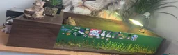Tortoise reptiles for sale: Horsefield Tortoises 🐢  in Manchester - Advert 1