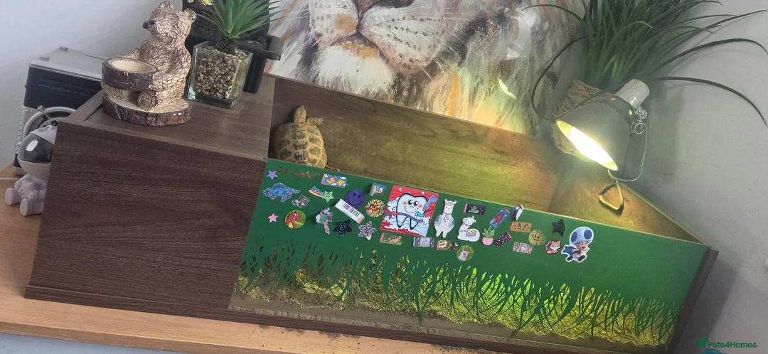 Tortoise reptiles for sale: Horsefield Tortoises 🐢  in Manchester - Advert 1