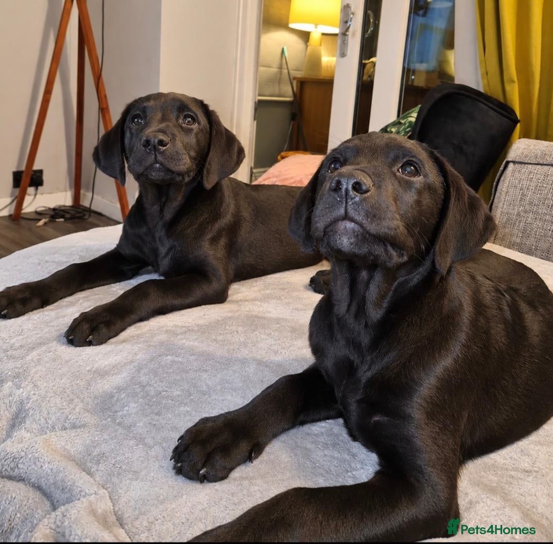 Labrador Retriever dogs Last 2 KC Registered Black Labradors – Ready Now - Advert 1