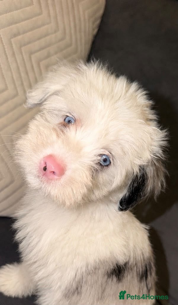 Yorkiepoo dogs Yorkiepoos for sale - Advert 1