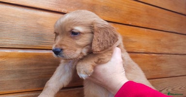 Golden Retriever dogs - Advert 7