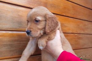 Golden Retriever dogs - Advert 7