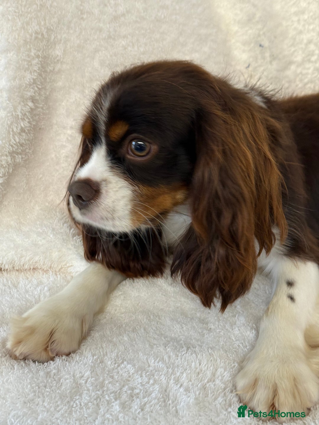 Cavalier King Charles Spaniel dogs for stud: KC Chocolate Tri FOR STUD  - Advert 4