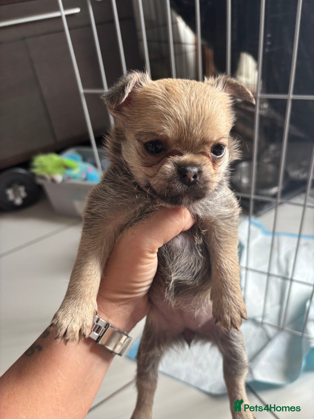 Mixed Breed dogs for sale: 6 beautiful puppies for sale, 3 female and 3 male - Image 24