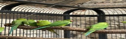 Ringnecks birds for sale: Ringneck parakeets  - Advert 4