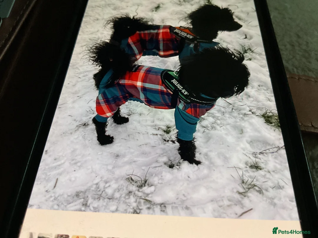 Toy Poodle dogs for sale: Toy poodle  - Advert 4