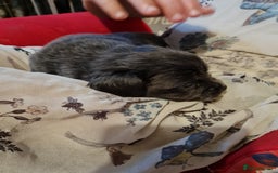 Mixed Breed dogs for sale: Last 2 puppies dachshund cross - Image 10