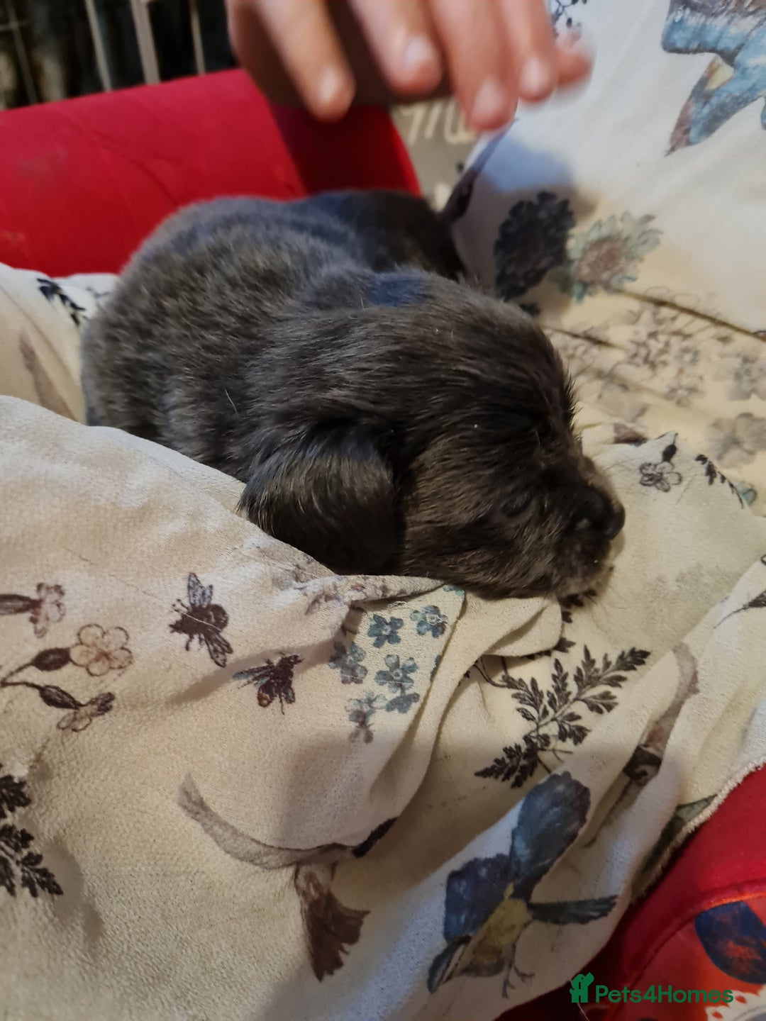 Mixed Breed dogs for sale: Last 2 puppies dachshund cross - Image 10