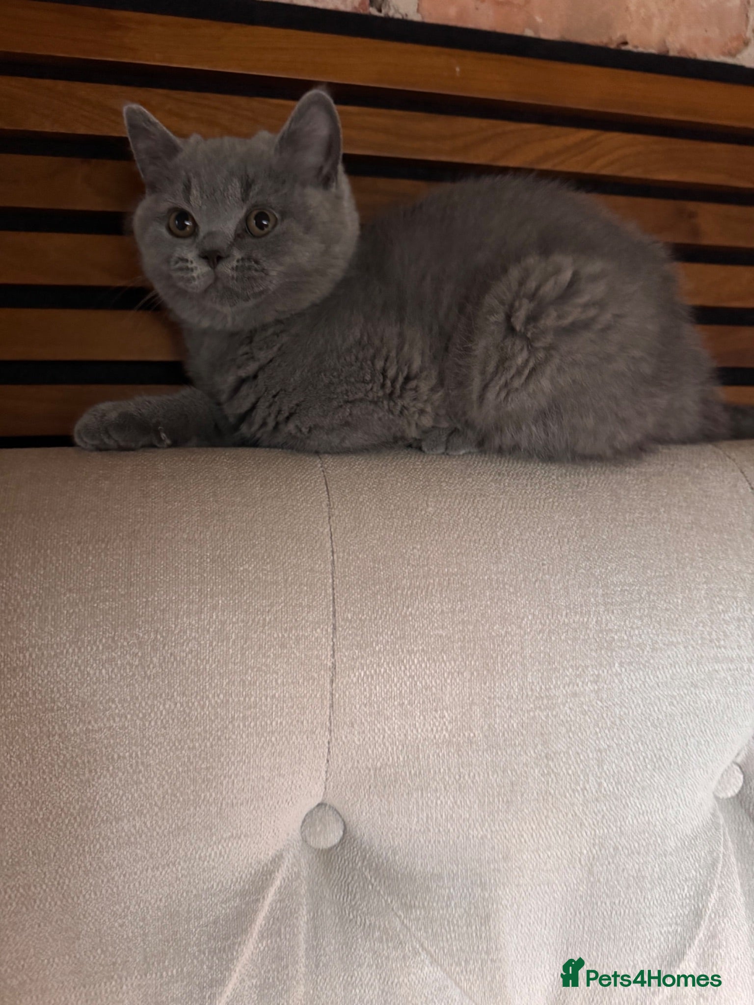British Shorthair cats Blue British Shorthair kittens GCCF 2 boys 1 girl - Advert 2
