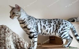 Bengal cats for sale: Bedazzled Early Generation Bengal kittens  - Image 19