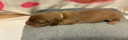 Miniature Dachshund dogs for sale: Longhaired Minature Dachshund - Advert 15
