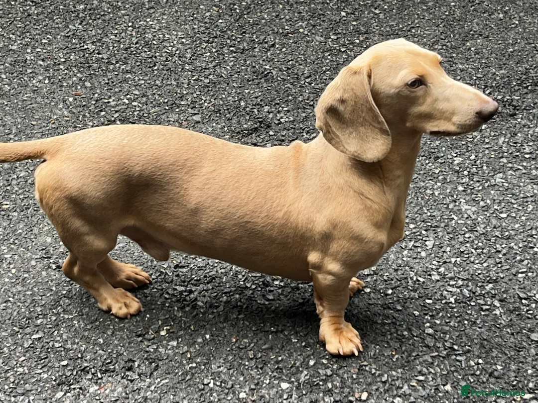 Miniature Dachshund dogs for stud: Cream e/e D/d B/b PRA Clear, Kc reg, Vet checked in Heathfield - Advert 3