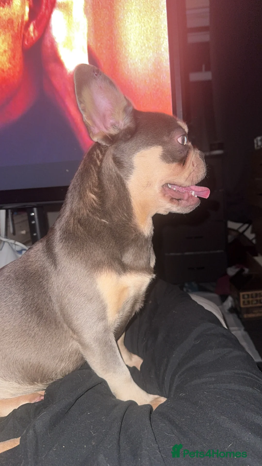 French Bulldog dogs for sale: Blue & tan girl  in Stoke-on-Trent - Advert 2