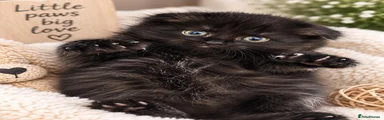 Scottish Fold 1