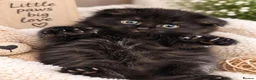Scottish Fold cats for sale: Scottish fold kittens  - Advert 4