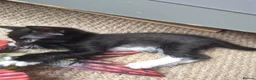 Mixed Breed cats for sale: Kittens - Advert 9