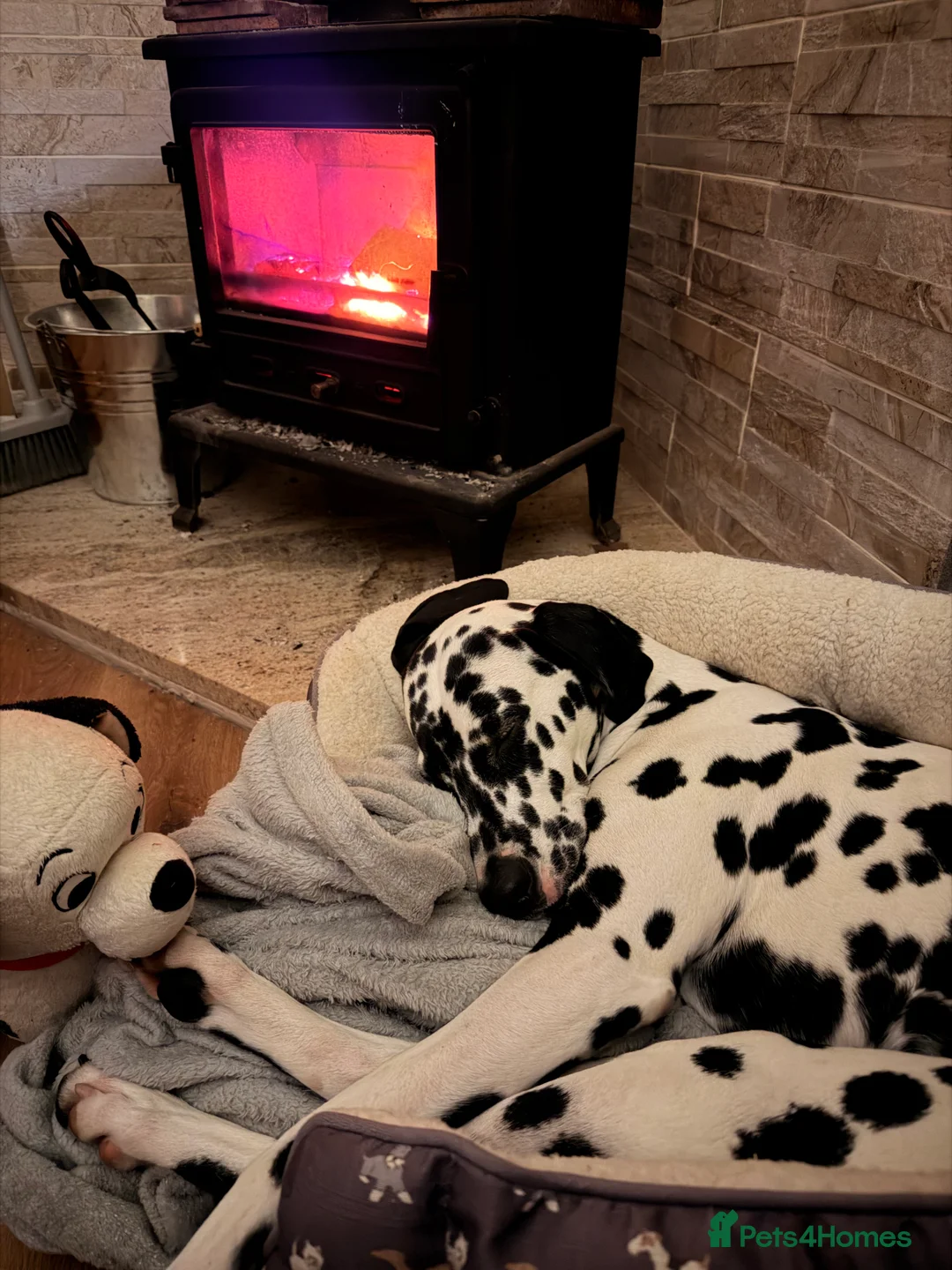 Dalmatian dogs for sale: KC Registered Dalmatian Pups Due 18th March - Advert 6