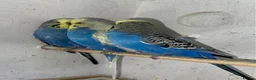 Budgerigars birds for sale: Budgies for sale  in Spalding - Advert 25