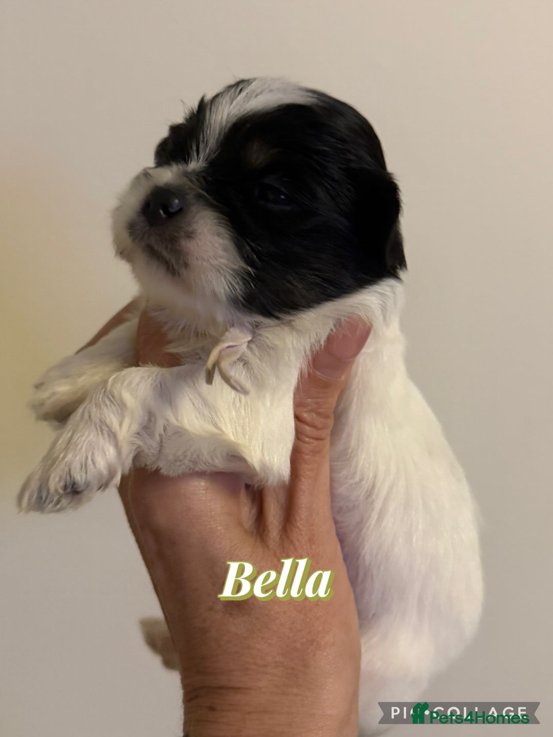Lhasa Apso dogs for sale: Stunning kc registered Lhasa apso pups - Image 11